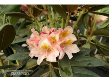 Różanecznik Merja 2