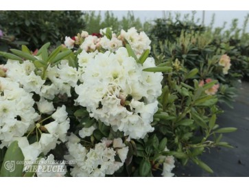 Różanecznik Nikodemus