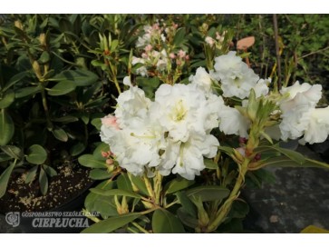 Różanecznik Nikodemus 2