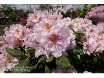 Różanecznik Marlis