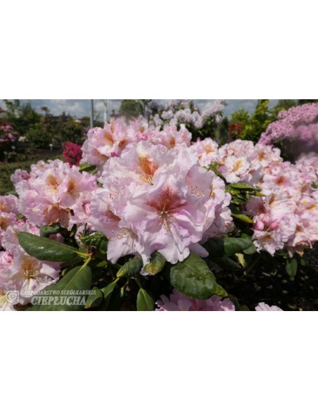 Różanecznik Marlis