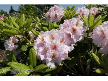 Różanecznik Marlis 2