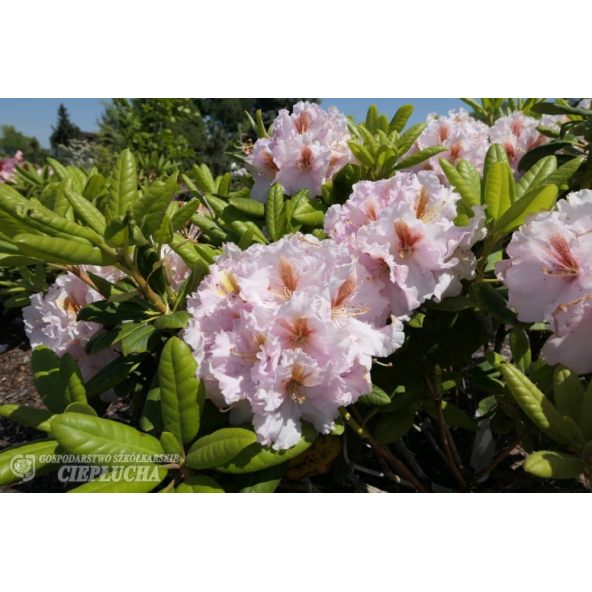 Różanecznik Marlis