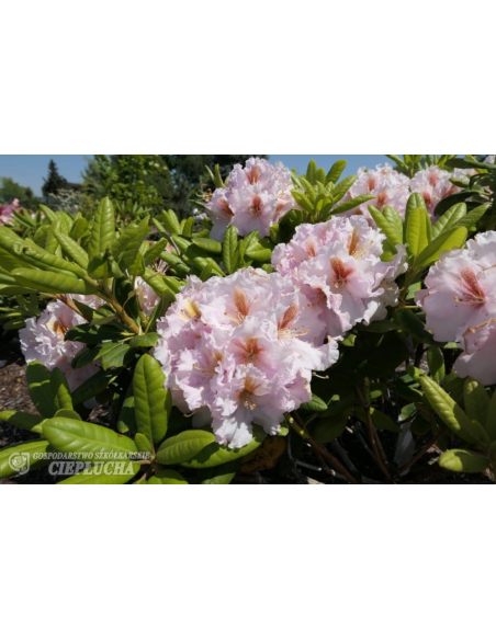 Różanecznik Marlis