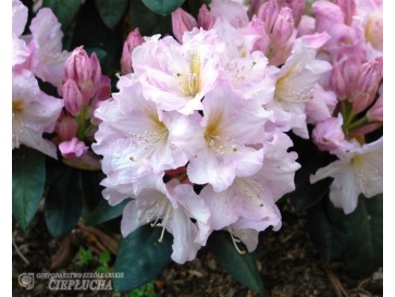 Różanecznik Dagmar