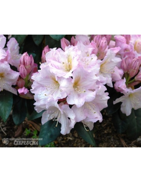 Różanecznik Dagmar