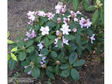 Różanecznik Dagmar 2