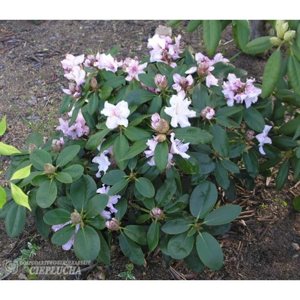 Różanecznik Dagmar