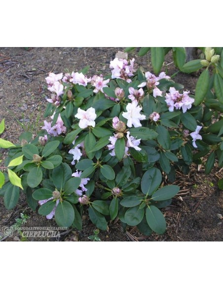 Różanecznik Dagmar