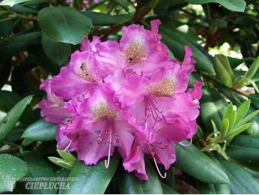 Różanecznik Bohlkens Lupinenberg