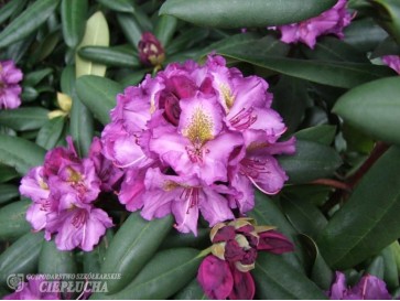 Różanecznik Bohlkens Lupinenberg 2