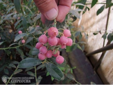 Borówka amerykańska Pink Lemonade