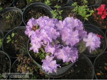 Różanecznik miniaturowy Coralium