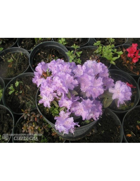 Różanecznik miniaturowy Coralium