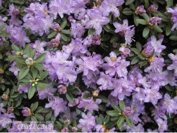 Różanecznik miniaturowy Coralium 2