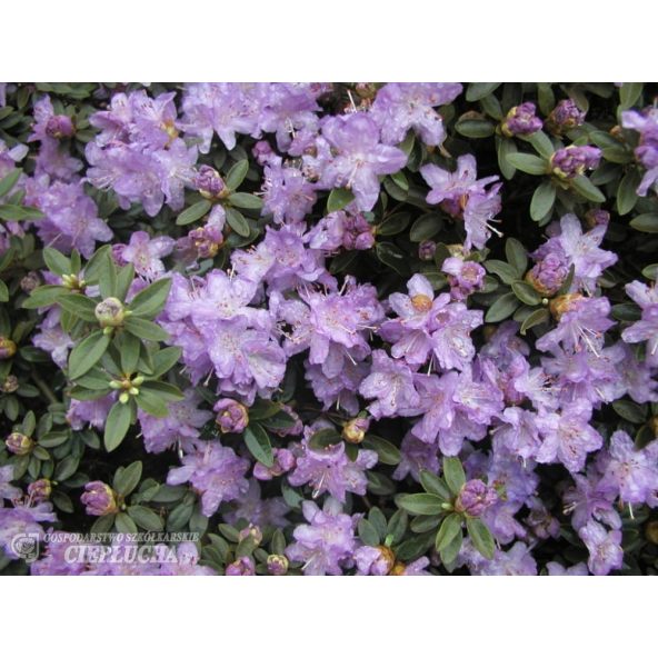 Różanecznik miniaturowy Coralium