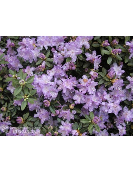 Różanecznik miniaturowy Coralium