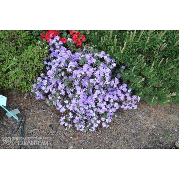 Różanecznik miniaturowy Coralium