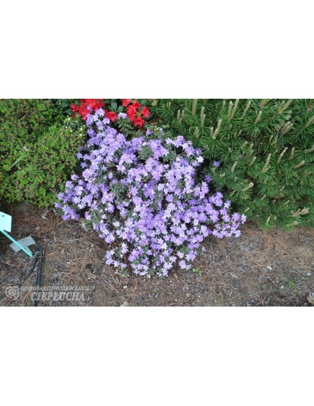 Różanecznik miniaturowy Coralium