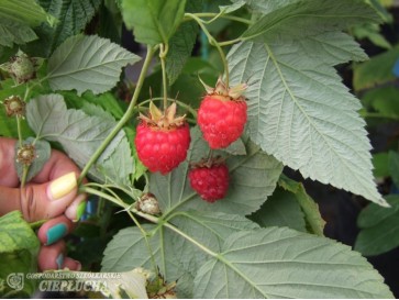 Malina właściwa Tulameen