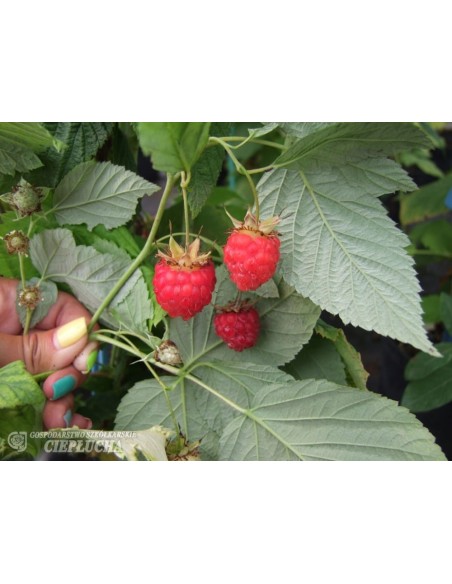 Malina właściwa Tulameen