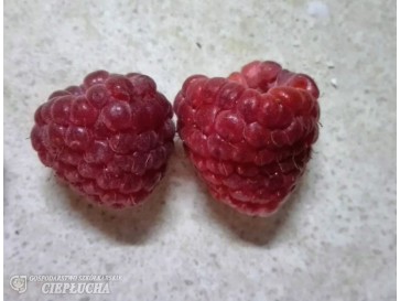 Malina właściwa Polana