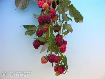 Malina właściwa Polka