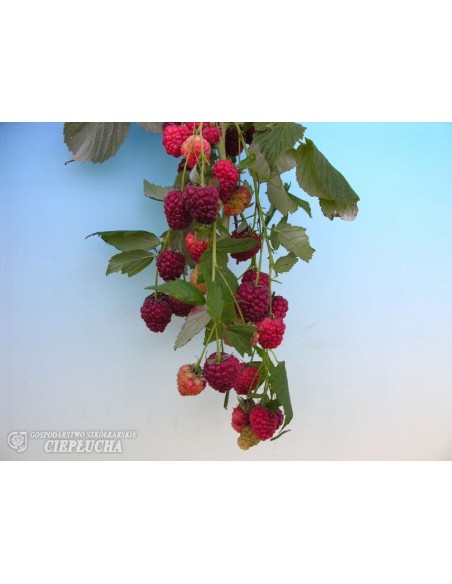 Malina właściwa Polka