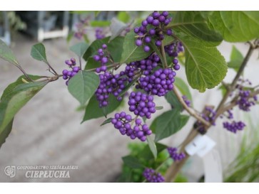 Pięknotka Bodiniera Profusion