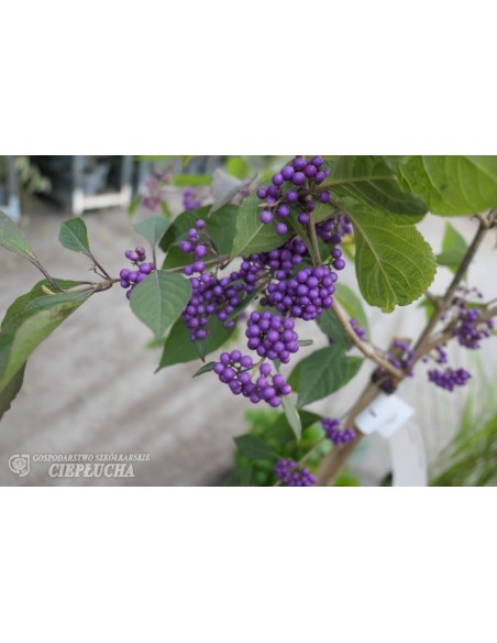 Pięknotka Bodiniera Profusion