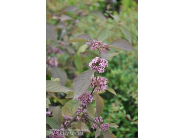 Pięknotka Bodiniera Profusion 2