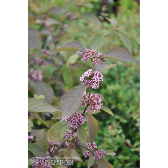 Pięknotka Bodiniera Profusion