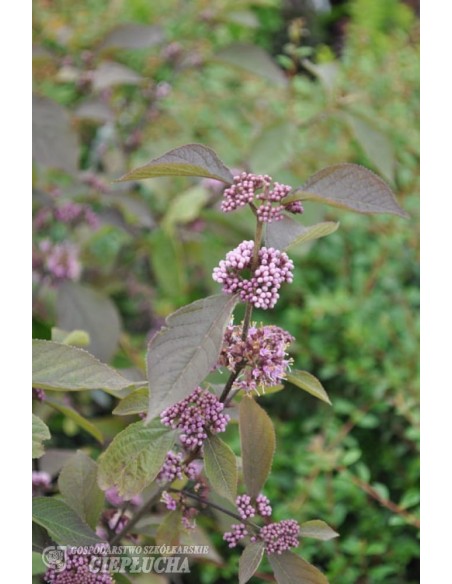 Pięknotka Bodiniera Profusion