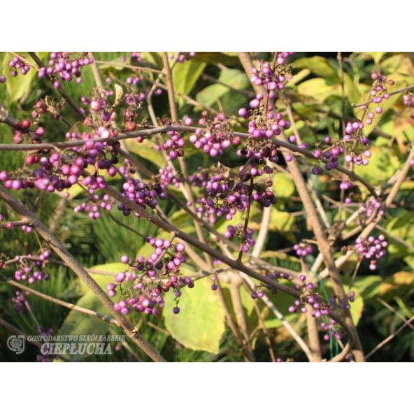 Pięknotka Bodiniera Profusion