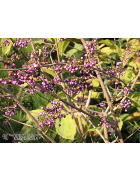 Pięknotka Bodiniera Profusion