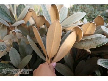 Rhododendron Foxy Lady