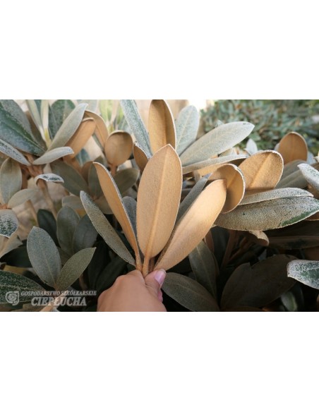 Rhododendron Foxy Lady