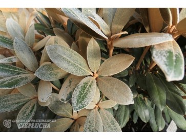 Rhododendron Foxy Lady 2