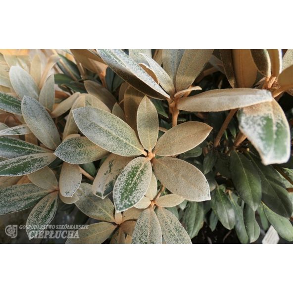 Rhododendron Foxy Lady