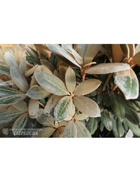 Rhododendron Foxy Lady