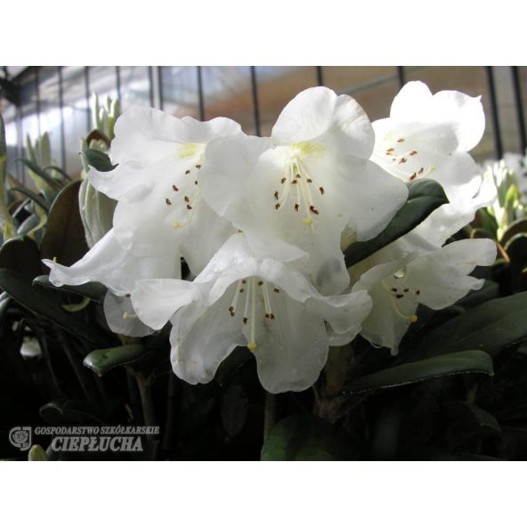 Rhododendron Foxy Lady