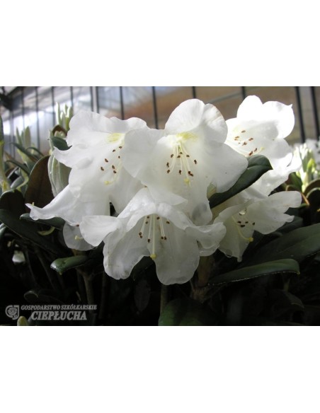 Rhododendron Foxy Lady
