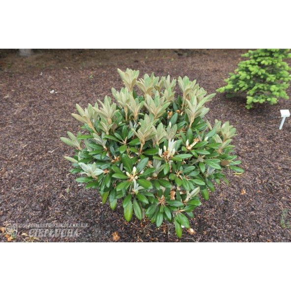 Rhododendron Foxy Lady