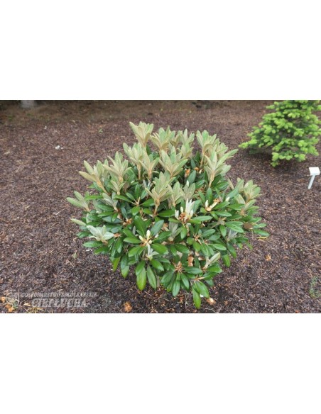 Rhododendron Foxy Lady