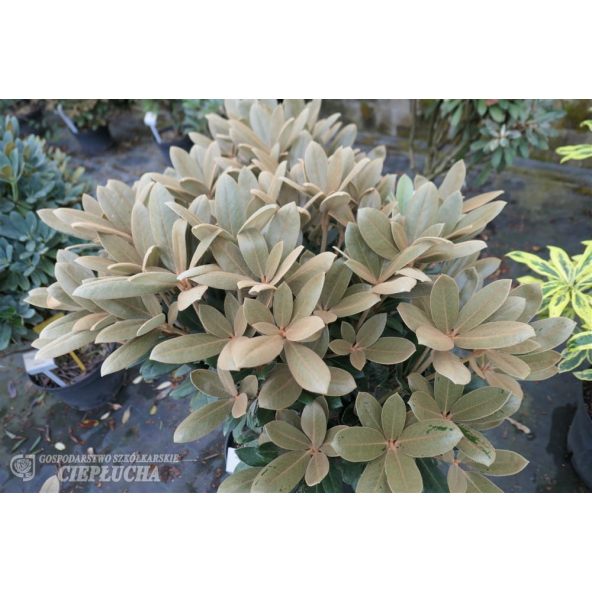 Rhododendron Foxy Lady