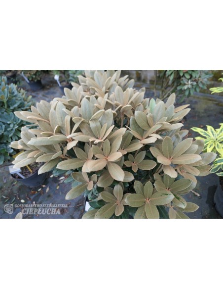 Rhododendron Foxy Lady