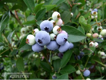 Borówka amerykańska Liberty