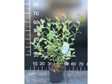 Borówka amerykańska Liberty 2