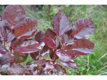 Perukowiec podolski Purpureus