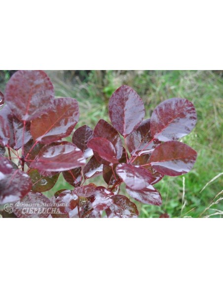 Perukowiec podolski Purpureus